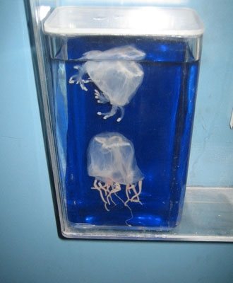 Box Jellyfish
