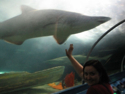 Shark