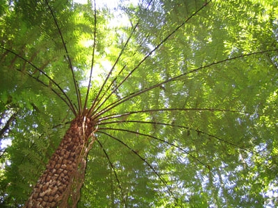 Farnenbaum