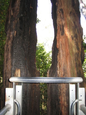 Kohlebaum