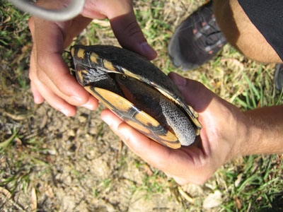 Schildkröte