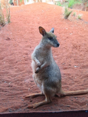 Wallaby
