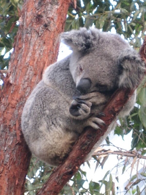 Koala